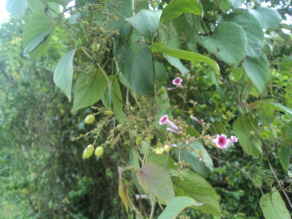 Paederia foetida L.